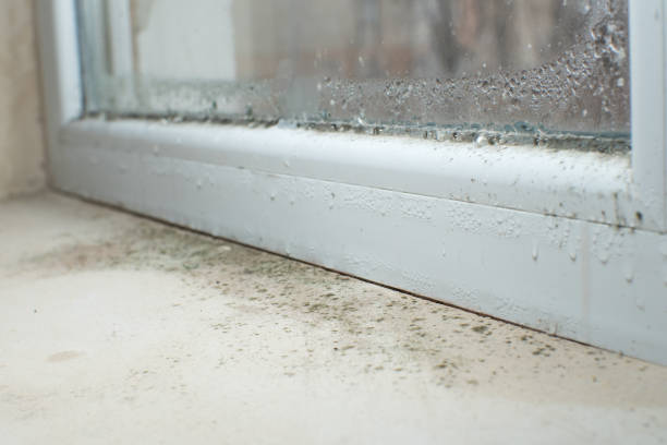 Lorenz Park, NY Mold Removal Company